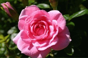 SUGAR AND SPICE (Patio)